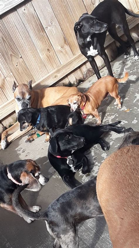 dog boarding decatur ga|doggie daycare decatur ga.